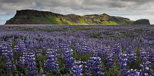 Field of Lupins, Iceland. Photo: Bob Duff